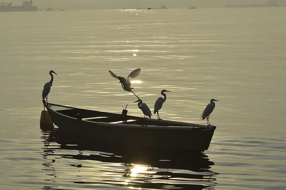 Amanhecer na Ilha do Governador - Rio de Janeiro. Garças pescando.