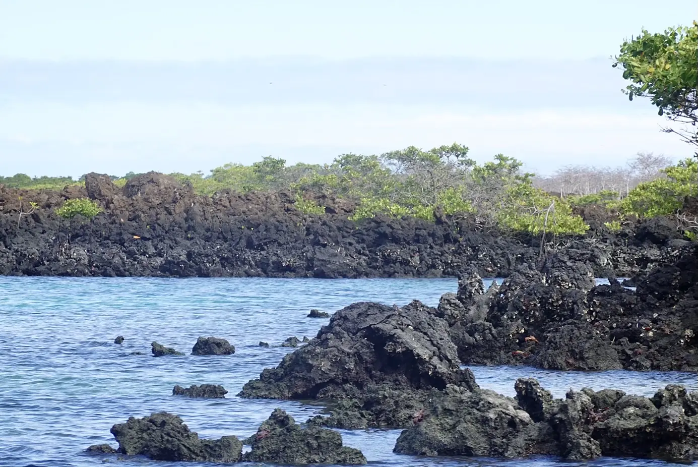 Volcanic Rocks in Elizabeth Bay on Isabela Island in the Galápagos
