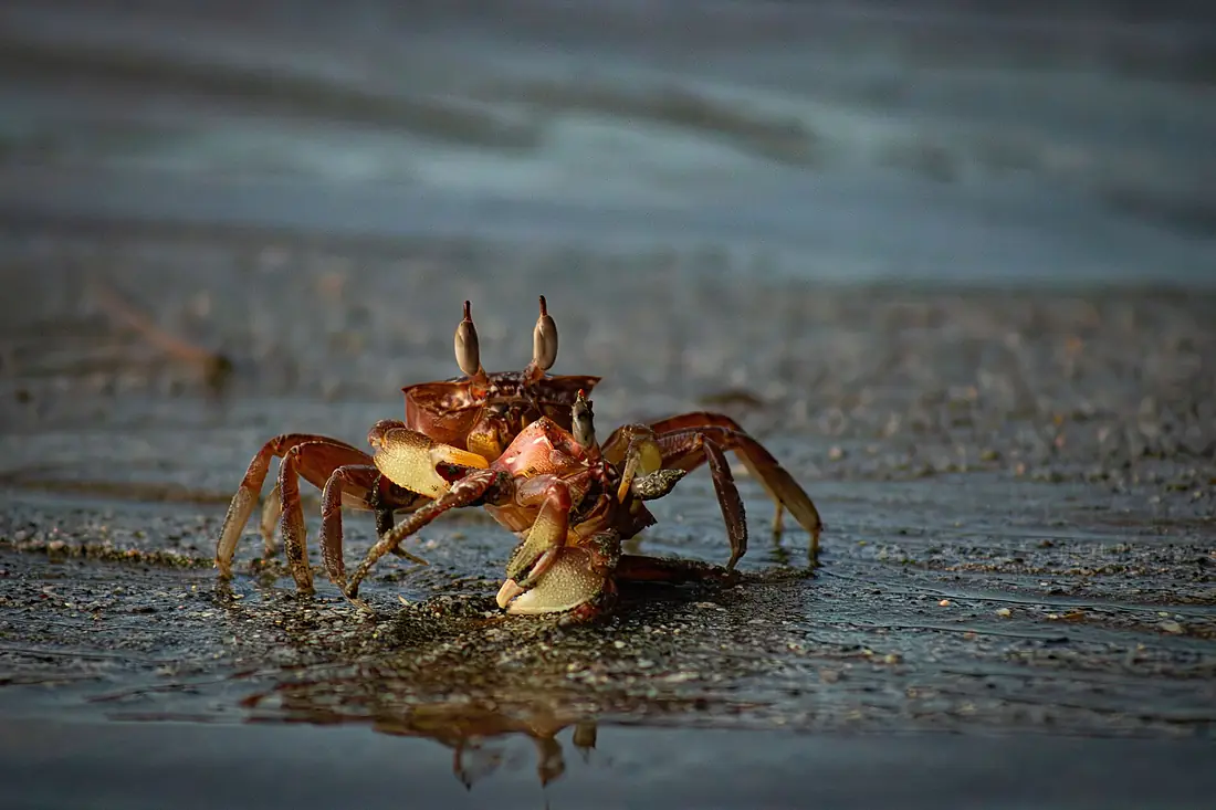 Habitantes de la marea en Gorgona
