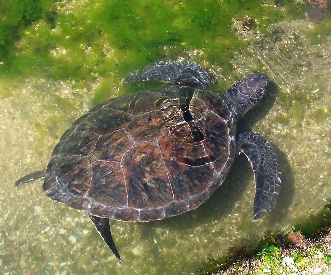 Tortugaverde