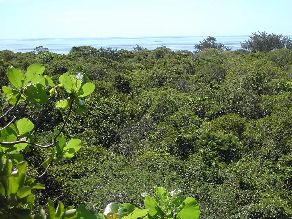 View over tropical dry forest to coastal strand vegetation on Jaco Island, Tutuala, Lautem, Timor-Leste