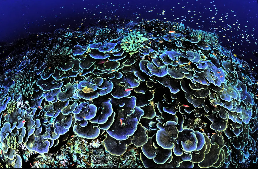 Coral at Jarvis Island National Wildlife Refuge