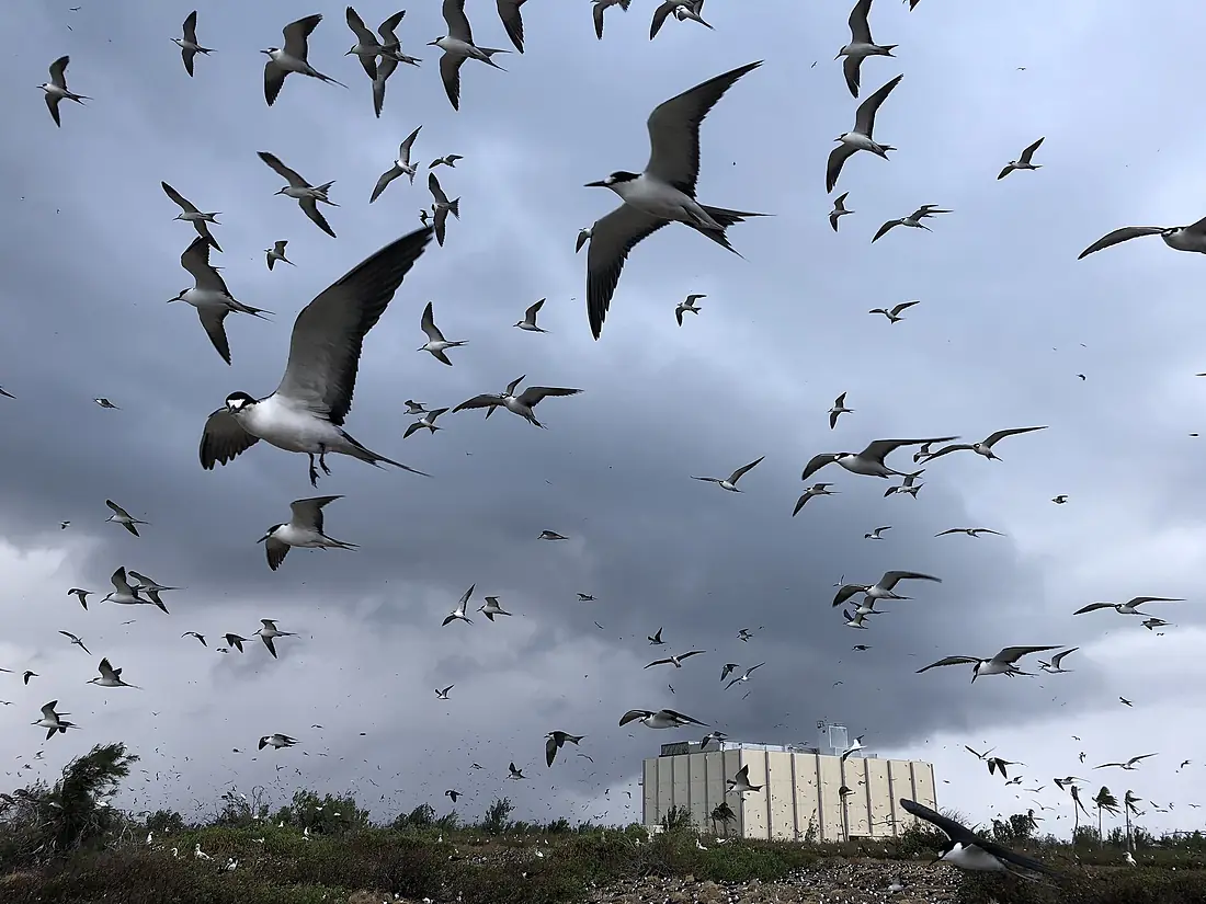 Sooty terns on flight at Johnston Atoll NWR