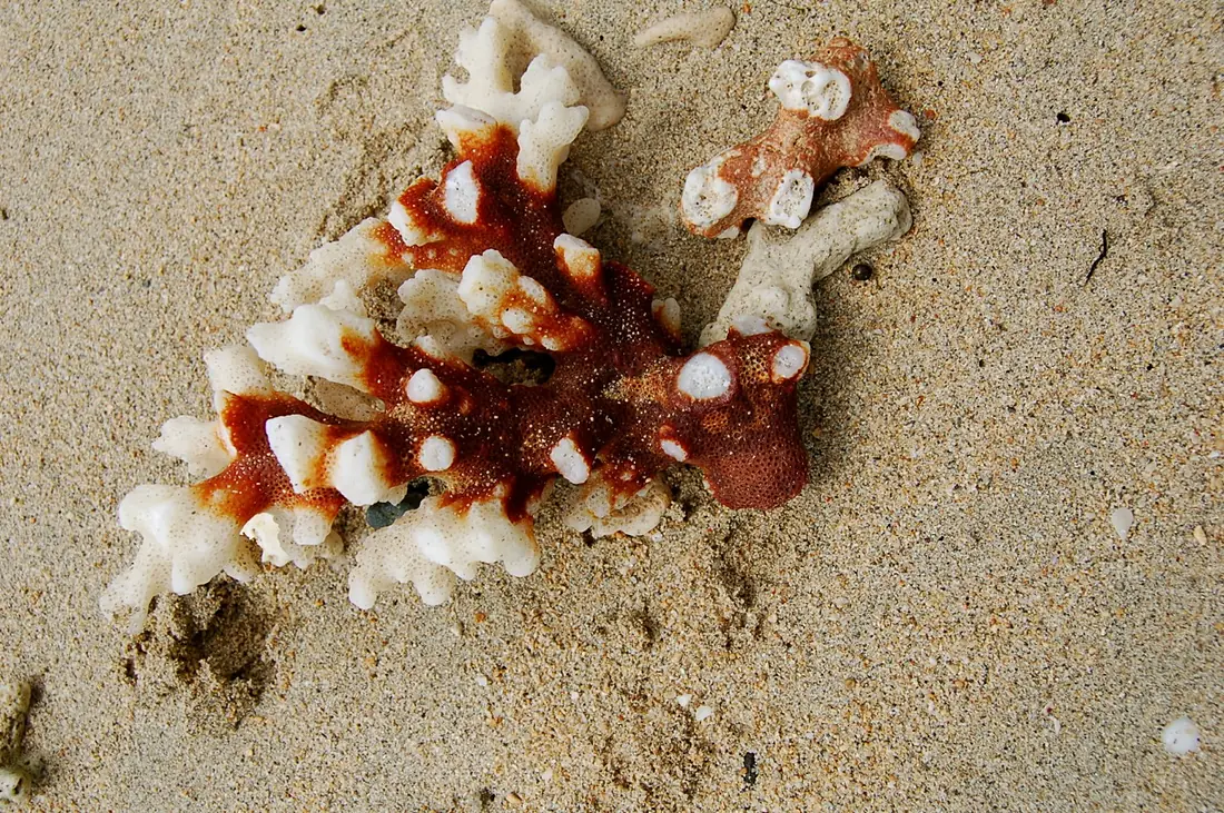 Coral on Kadavu (7499479998)