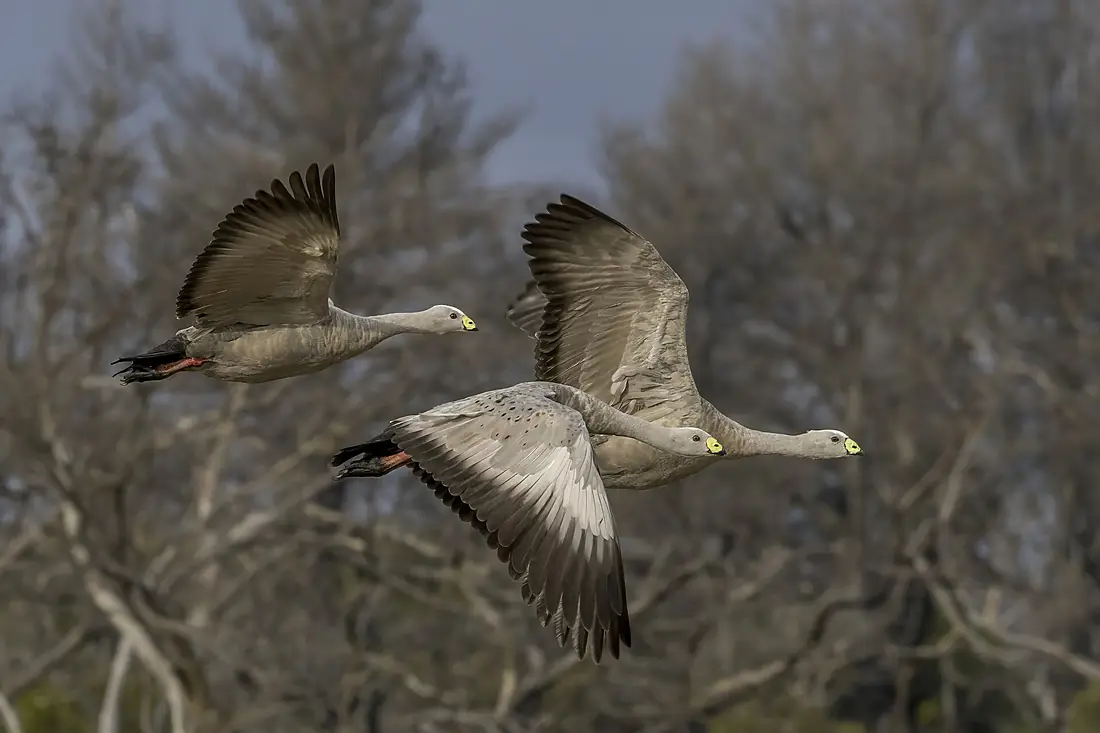 Cape Barren geese (Cereopsis novaehollandiae) in flight Kangaroo Island
