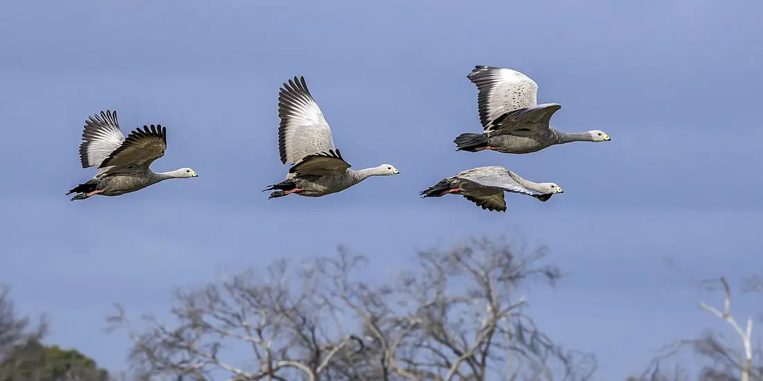 Cape Barren geese (Cereopsis novaehollandiae) in flight Kangaroo Island 2