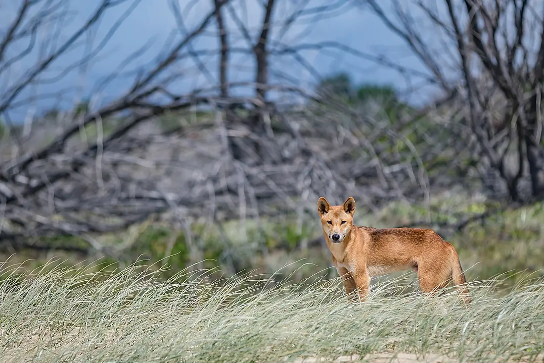 Dingo of Fraser Island