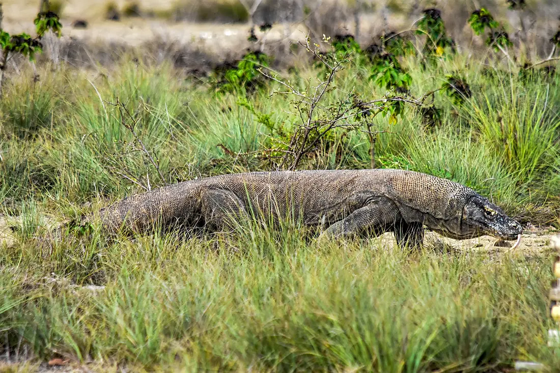 Amazing Indonesian komodo