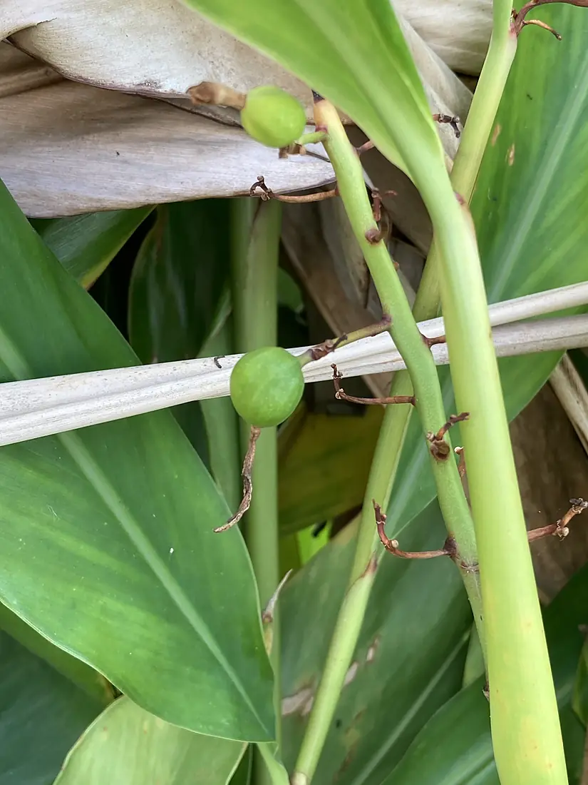 Fruits of Alpinia x formosana in Kume Island