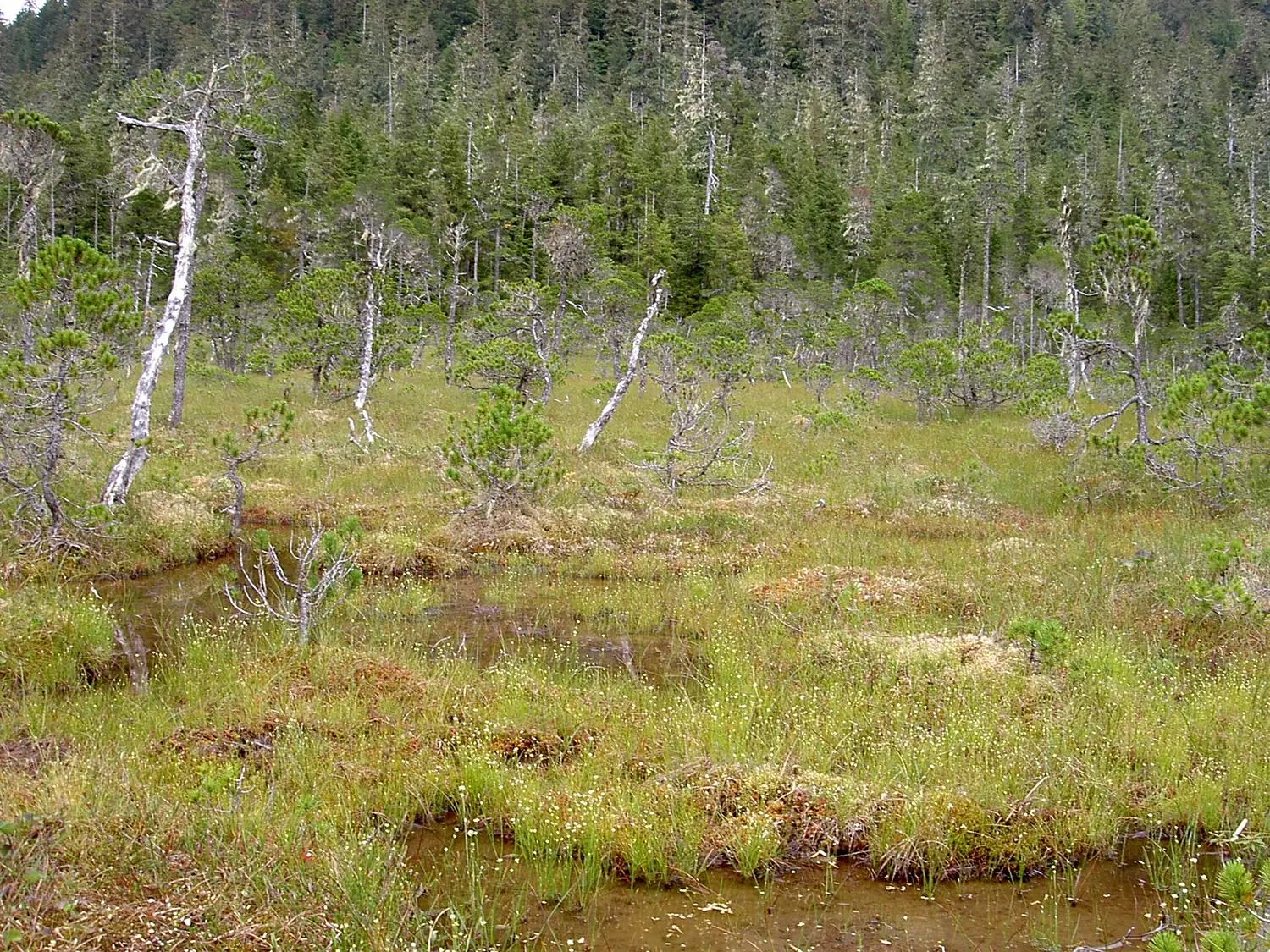 Lindenberg Peninsula muskeg 4181