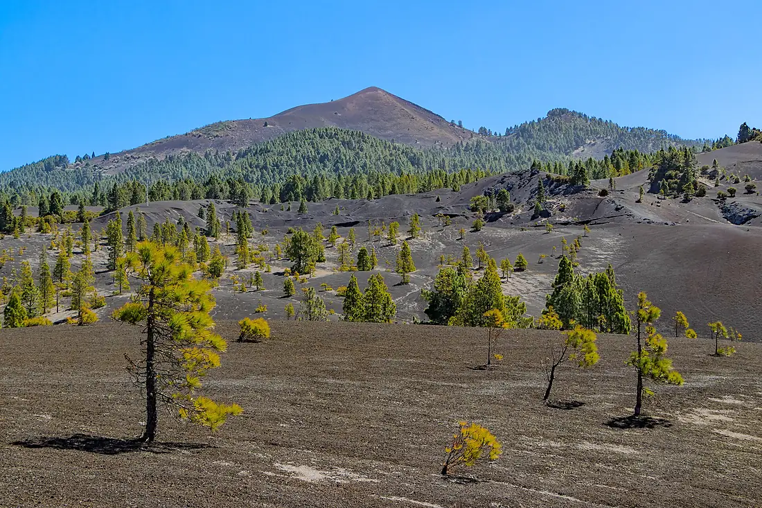 Llano del Jable - Pico Birigoyo - La Palma 01