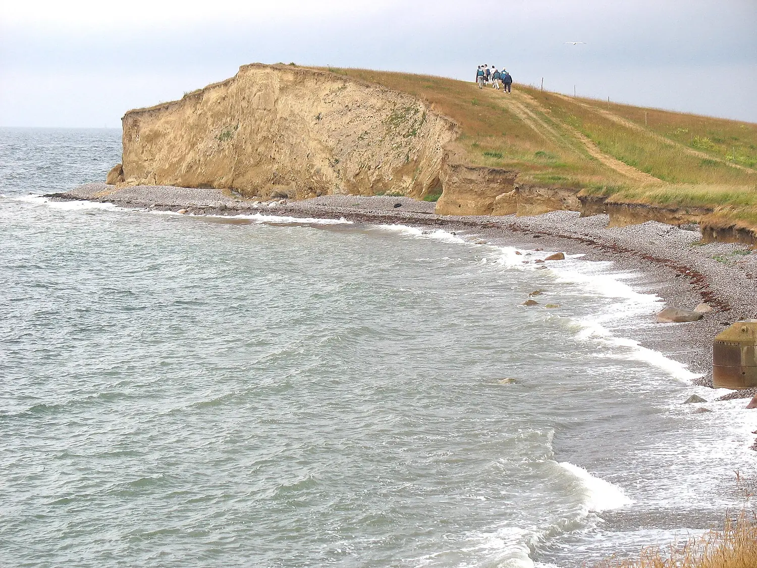 Gulstav Klint ved Langelands sydspids