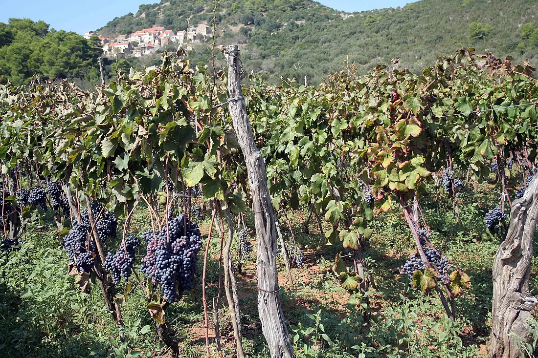 Lastovo Weinberg