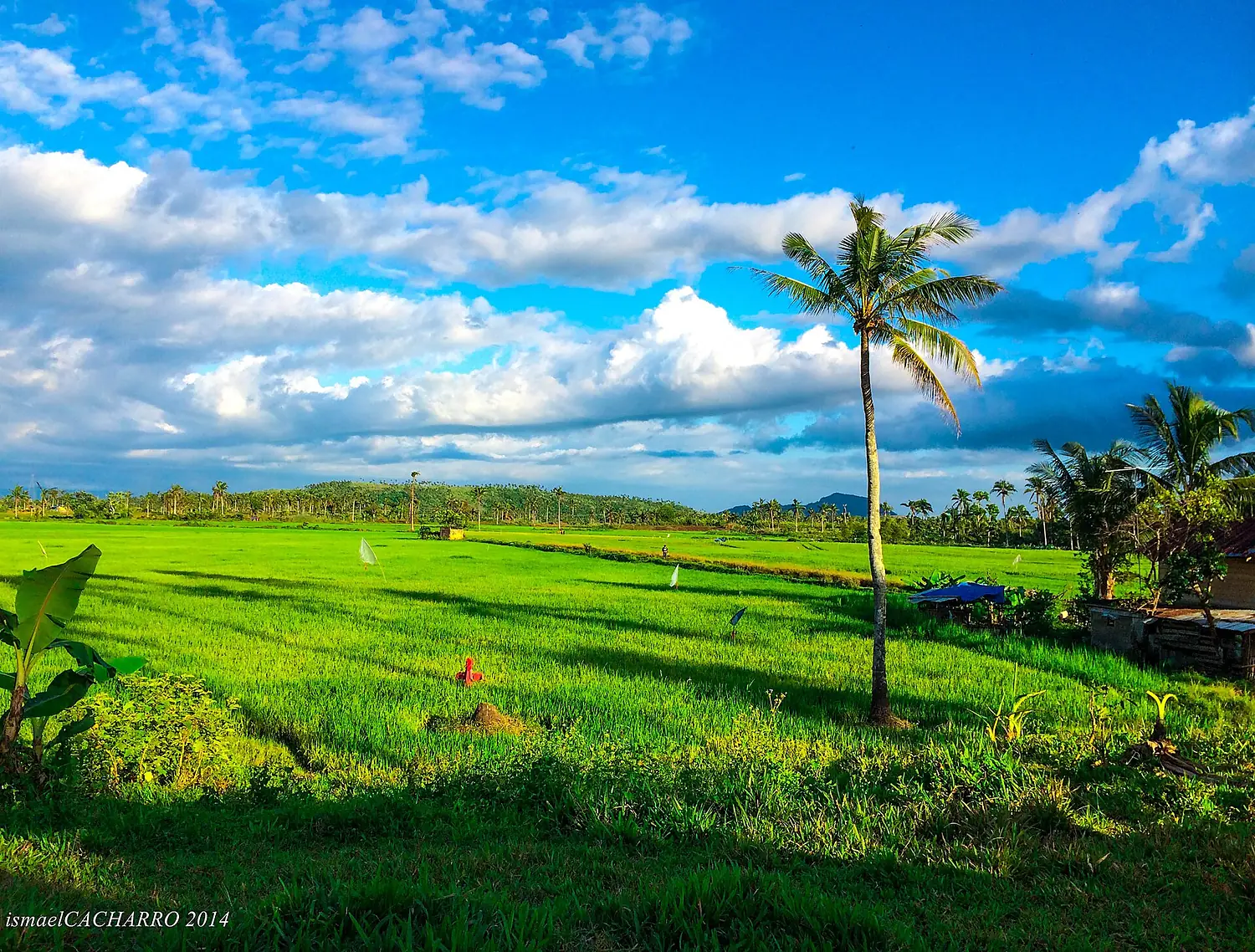 Rice-Field in Pagsulhugon Babatngon Leyte