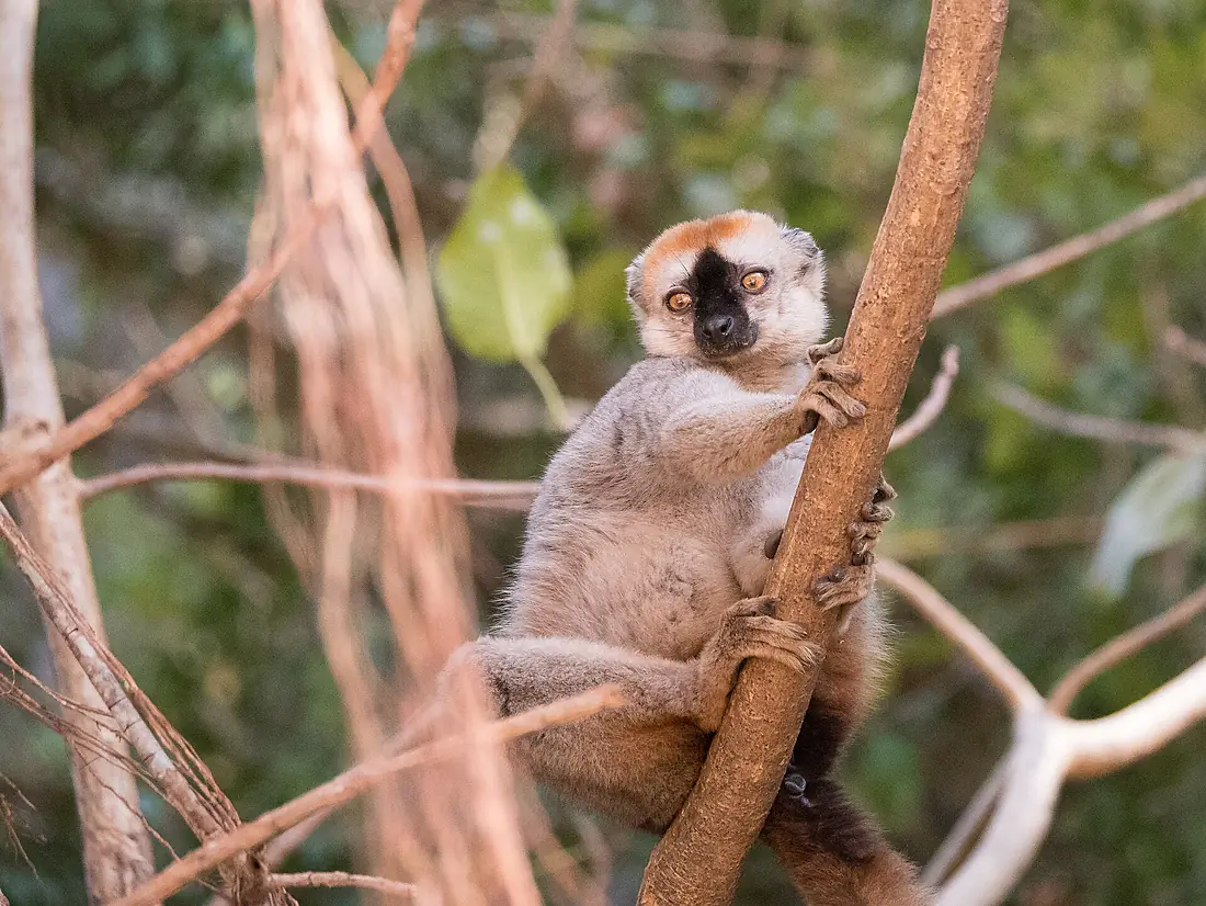 22-MADAGASCAR