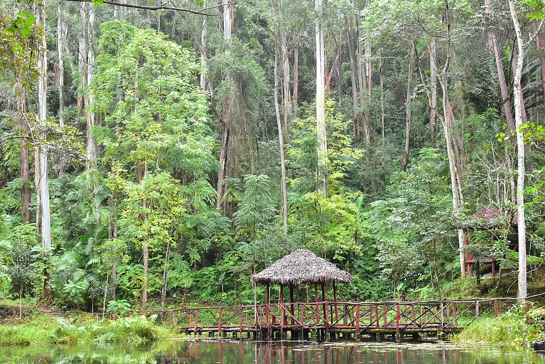 Aire de repos au milieu de la forêt d'Imaintsoanala, RN2 - Madagascar
