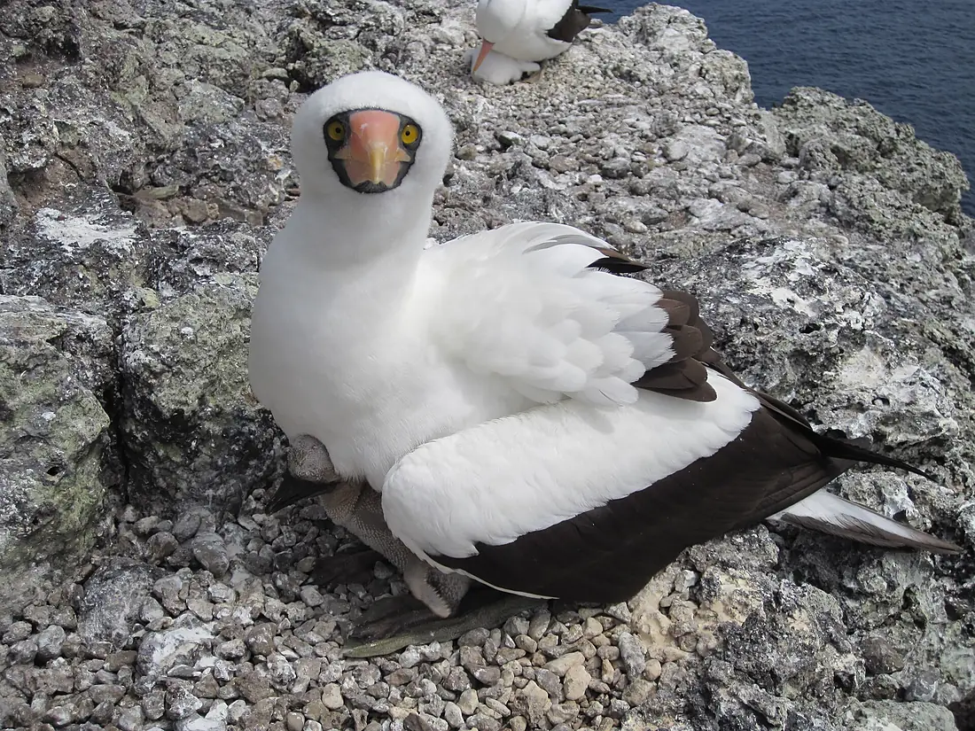 Sula Isla Malpelo