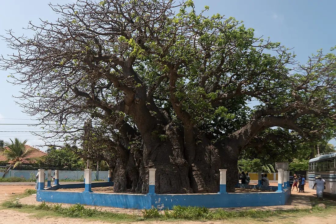 Baobab Tree in Mannar 2023-05-26-1