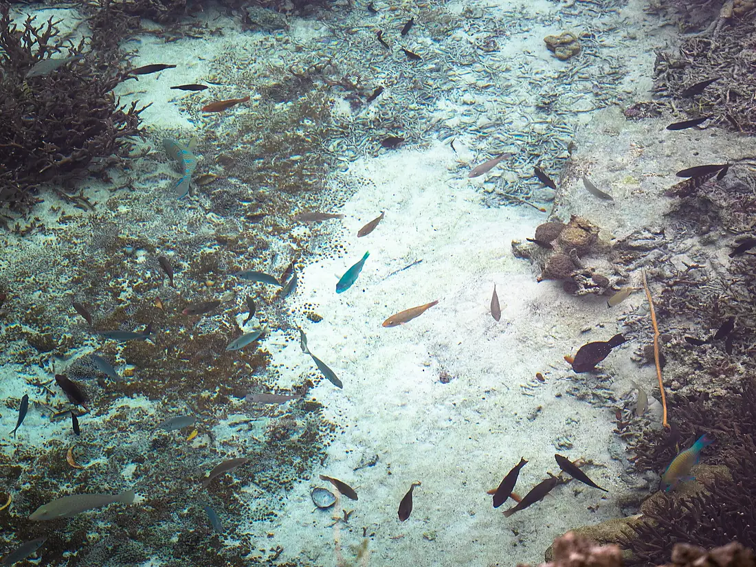 Aquarium naturel de l'île de Maré