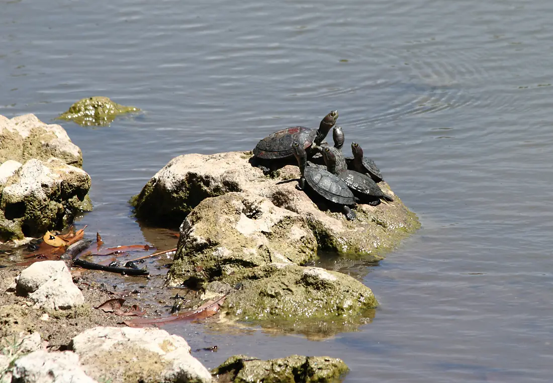 Marie-Galante - Tortue (2)