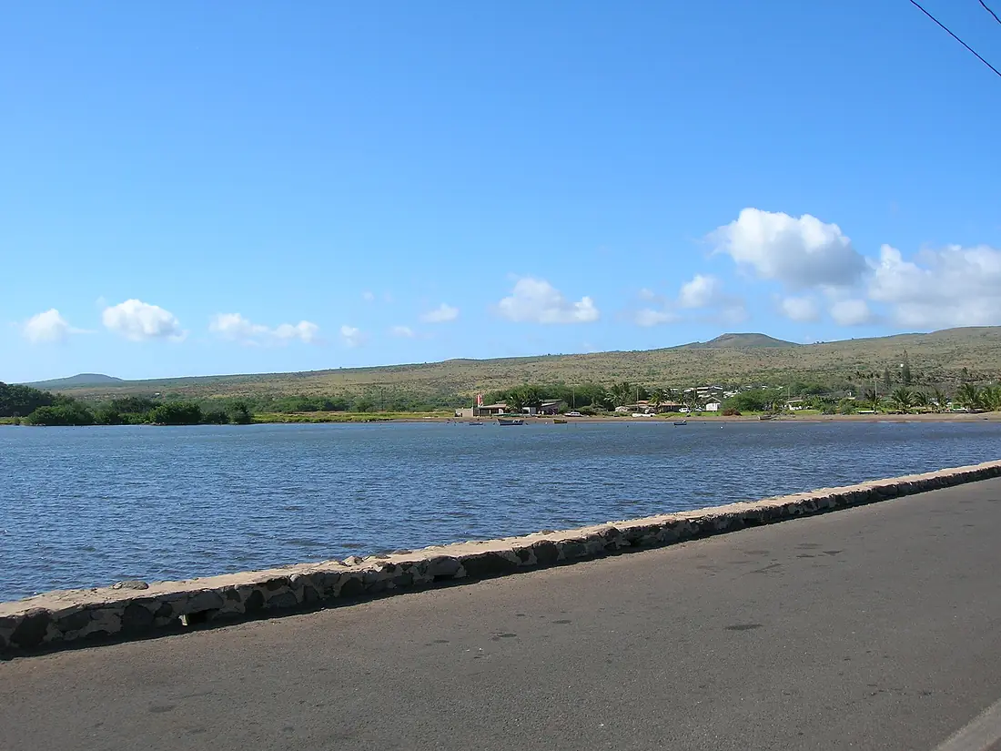Starr-050516-1400-Cocos nucifera-habit-Kaunakakai harbor-Molokai (24395169289)