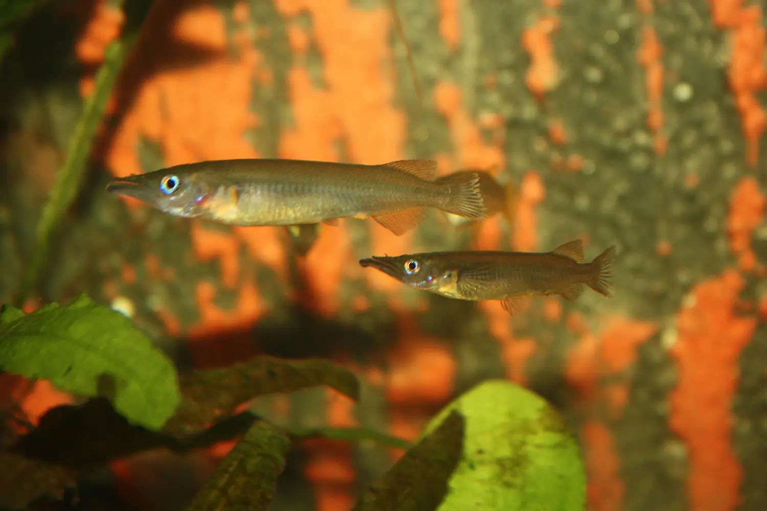 Halfbeaks, Muna island (3)