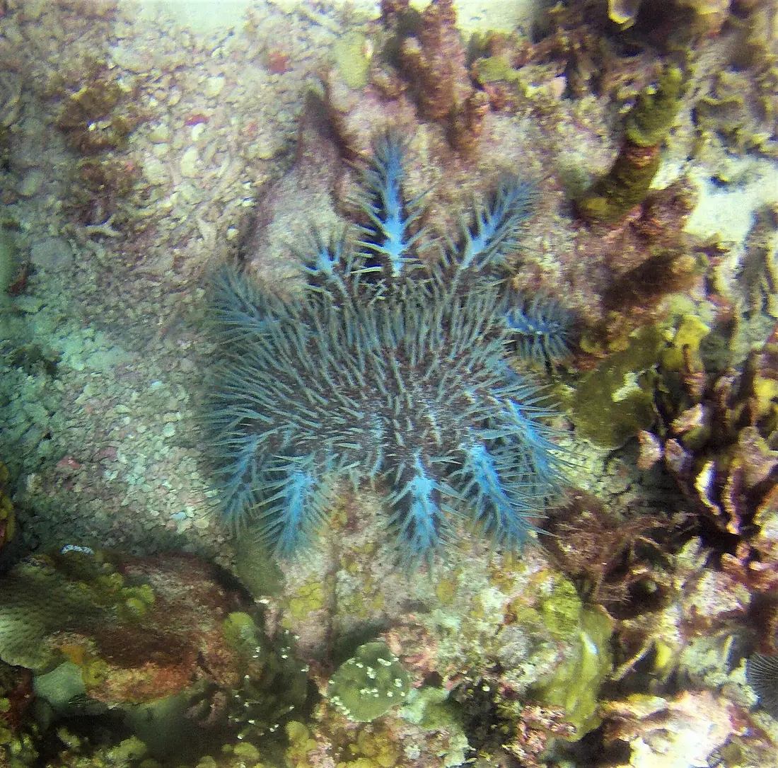 Acanthaster planci in Muna Island