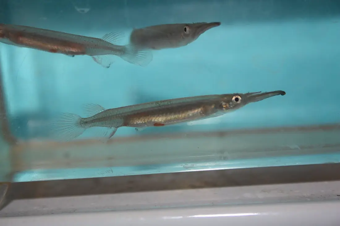 Halfbeaks, Muna island (2)