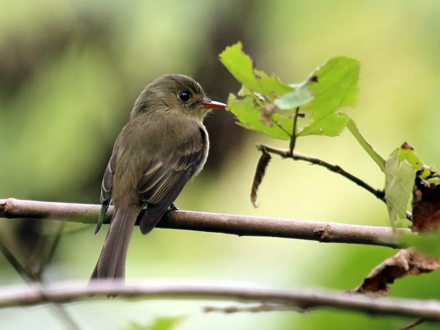 Jamaican pewee (Contopus pallidus) (cropped)