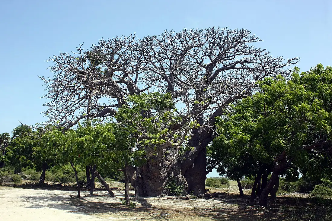 Baobab (Adansonia digitata), Neduntheevu