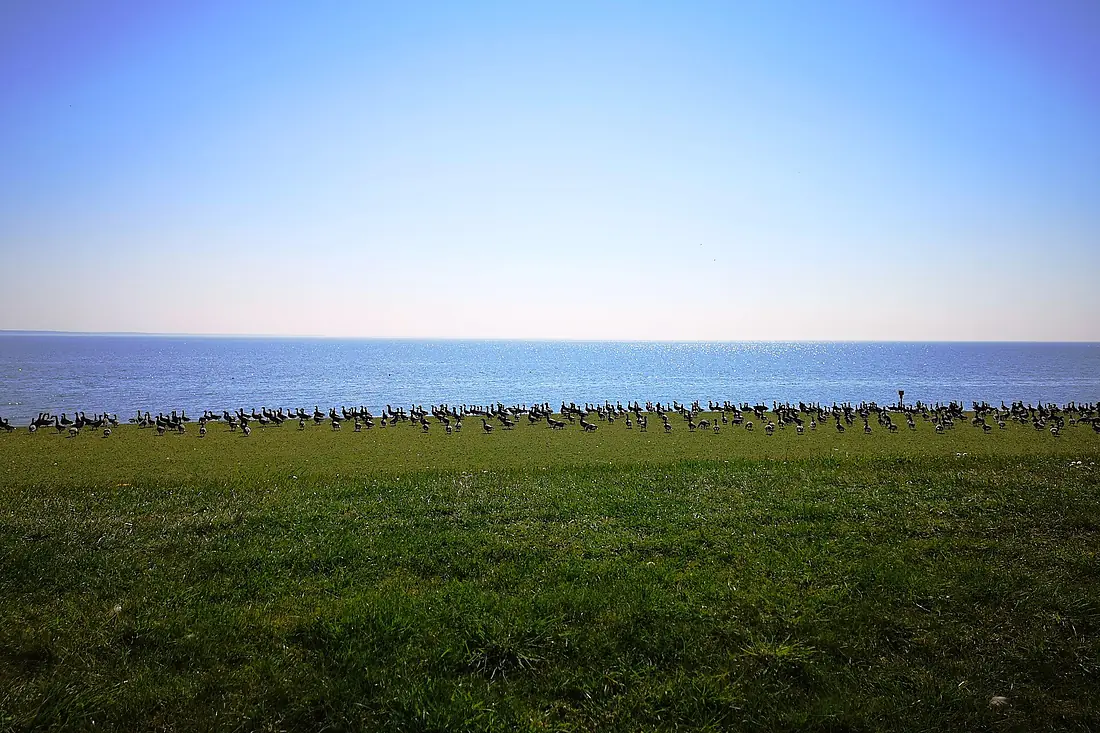 Biosphärenreservat Niedersächsisches Wattenmeer - Neuwerk