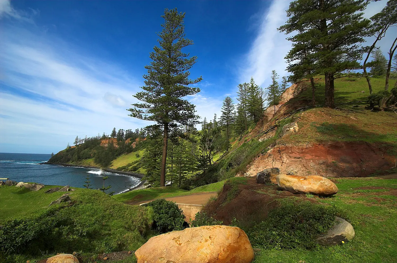 Norfolk-Island-Pines