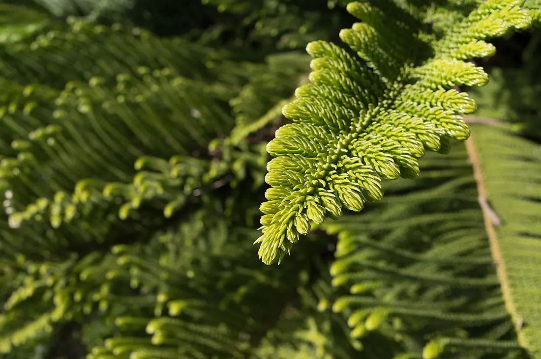 Norfolk Island pine leaves (Araucaria heterophylla, Jardim da Praça de Londres, Lisbon, Portugal julesvernex2