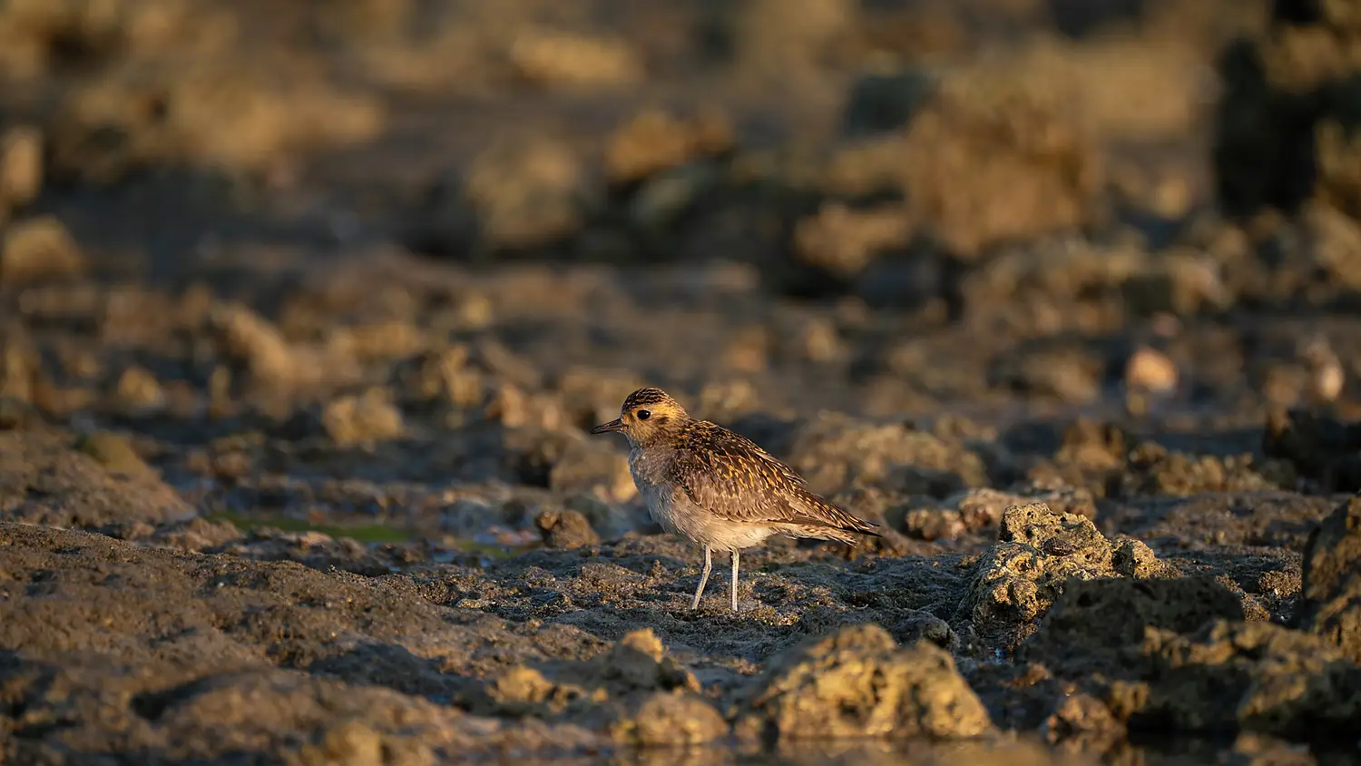 Pacific Golden Plover at Kalipur beach, Diglipur, North Andaman - 01