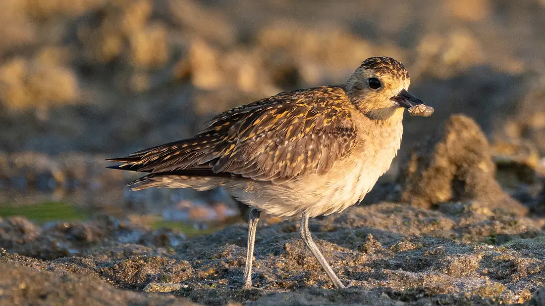Pacific Golden Plover at Kalipur beach, Diglipur, North Andaman - 04