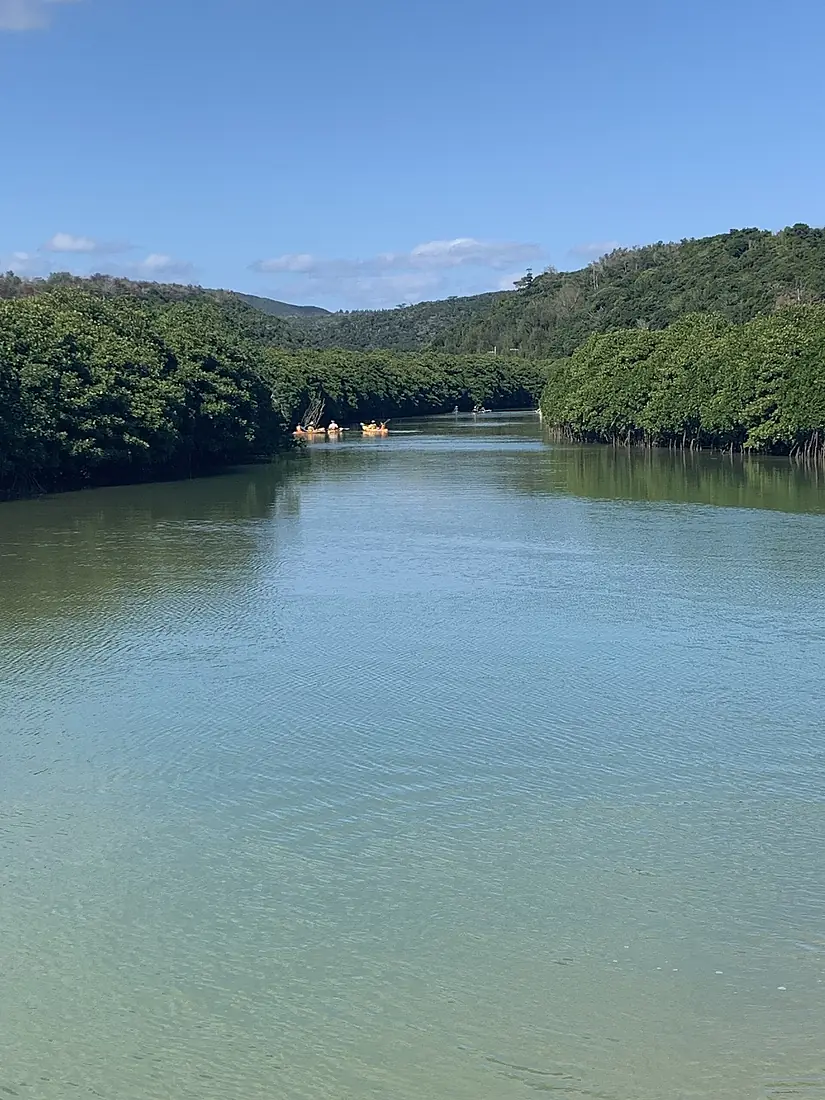 Kesaji River and Mangrove forest in Higashi Town Okinawa November 2025