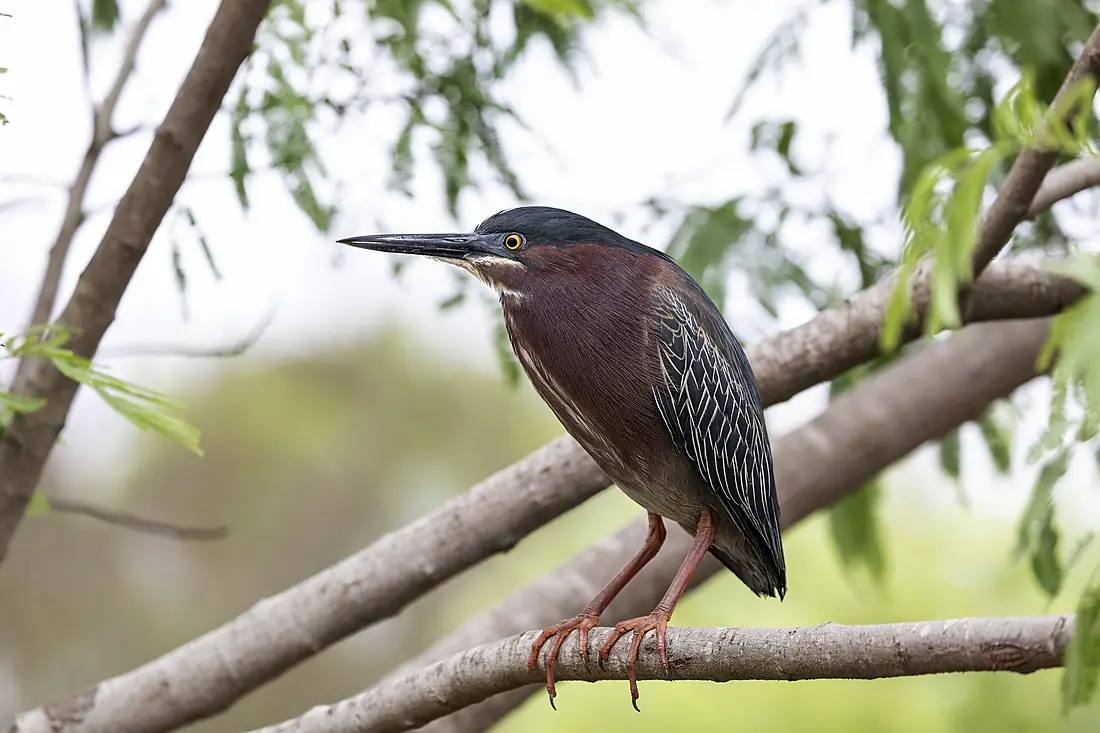 Green heron (Butorides virescens), South Padre Island, Texas, USA