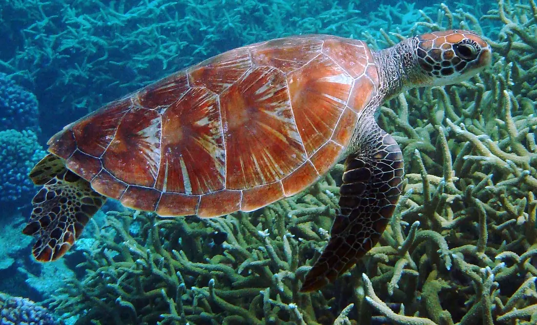 Chelonia mydas, atolón de Palmira