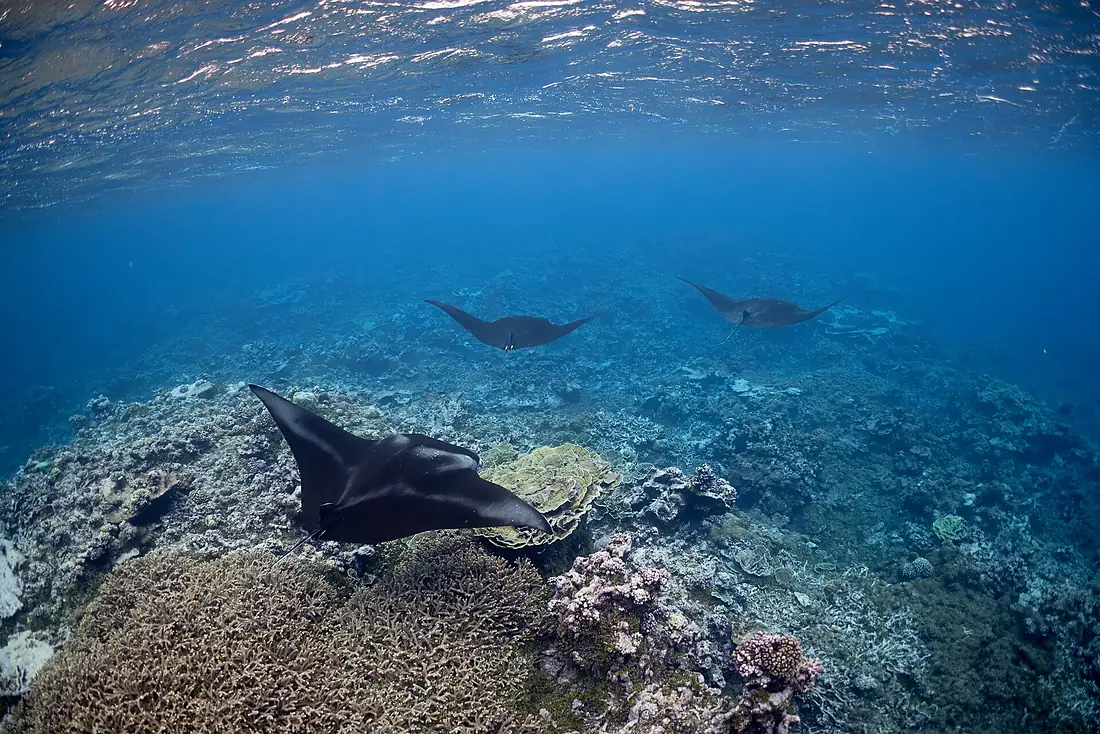 Manta ray at Palmyra Atoll (53004279275)