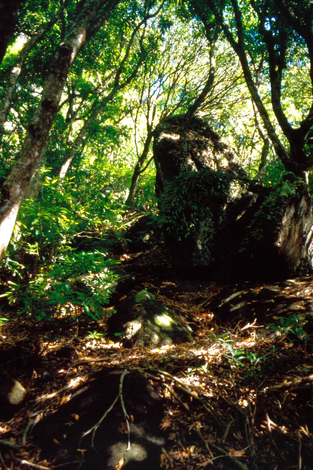 Pitcairnvegetation