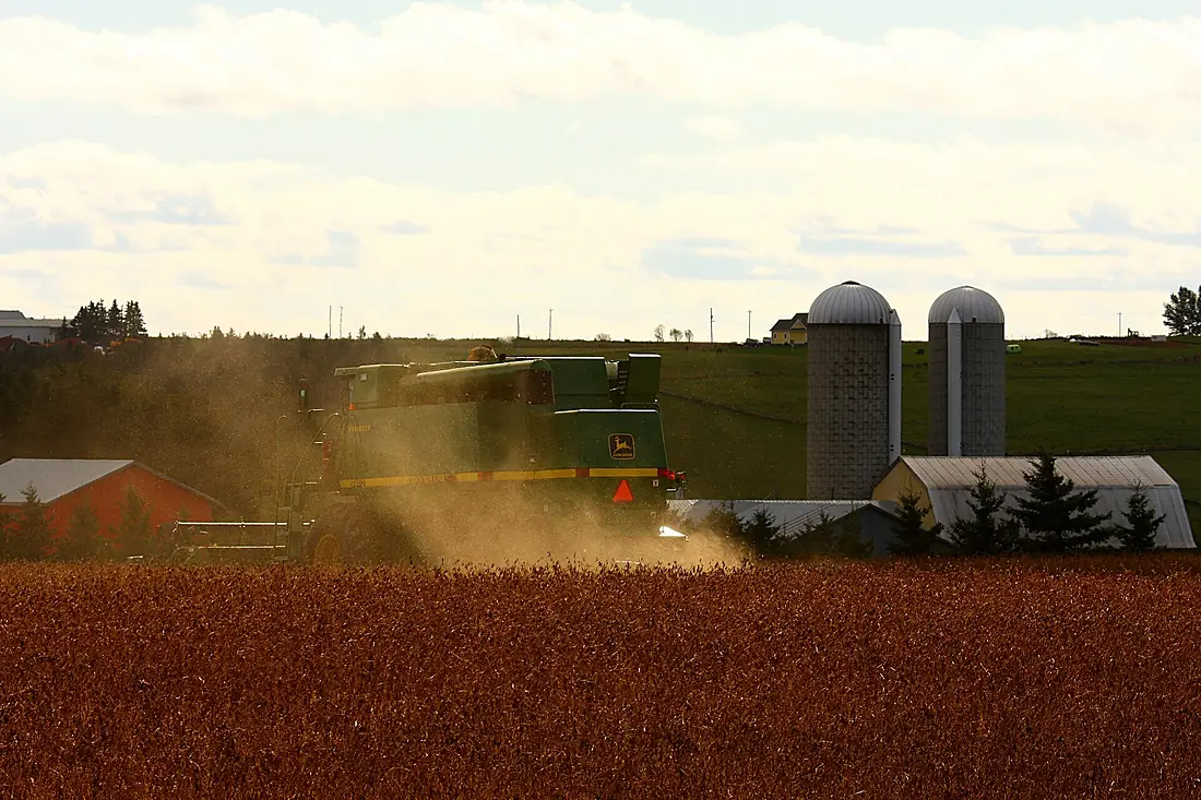 Harvesting soybeans on Prince Edward Island