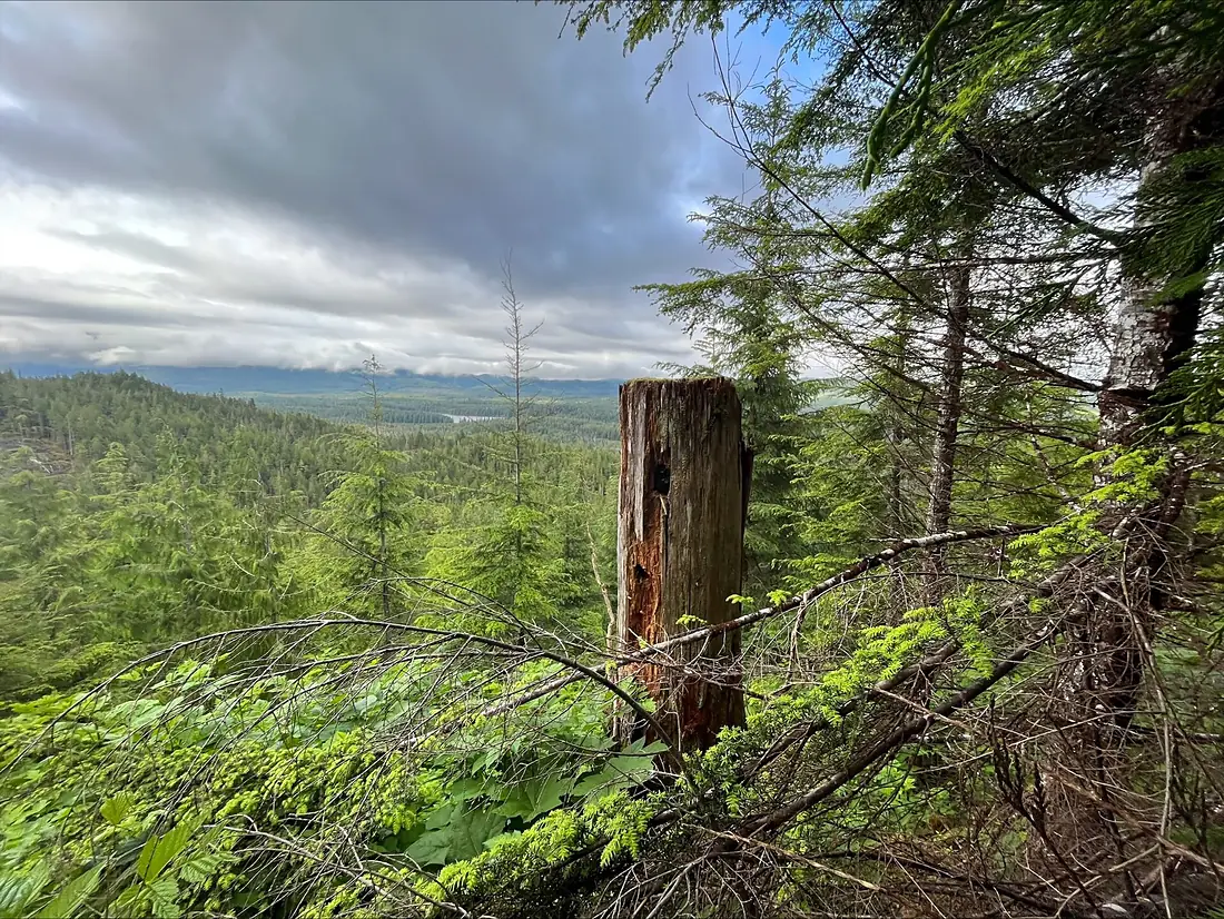 20230627-FS-RM-Tongass-flying-squirrel-den-site-Prince-of-Wales-Island-0012 (53319614855)