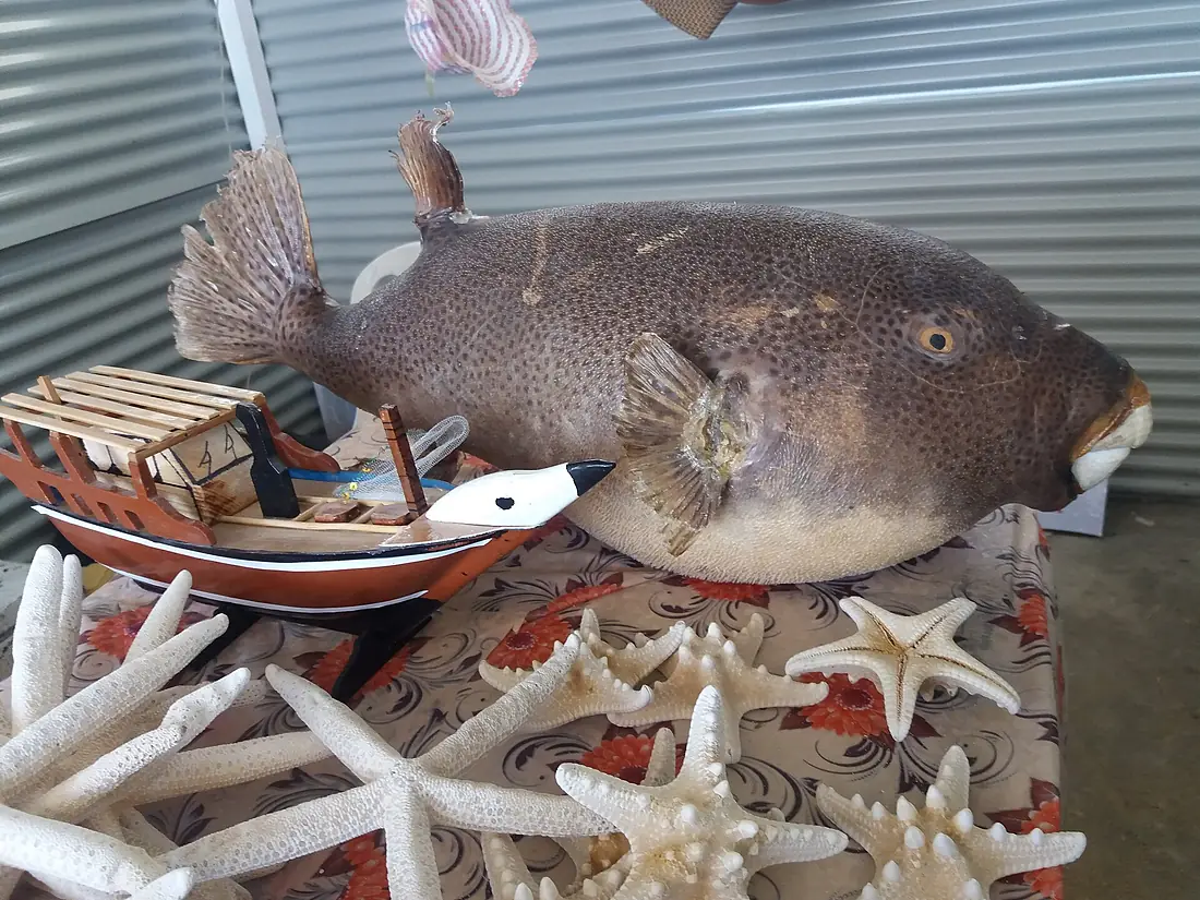 FishShellQeshm