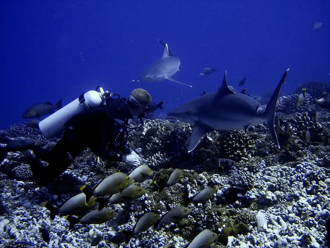 Sharks in Rangiroa