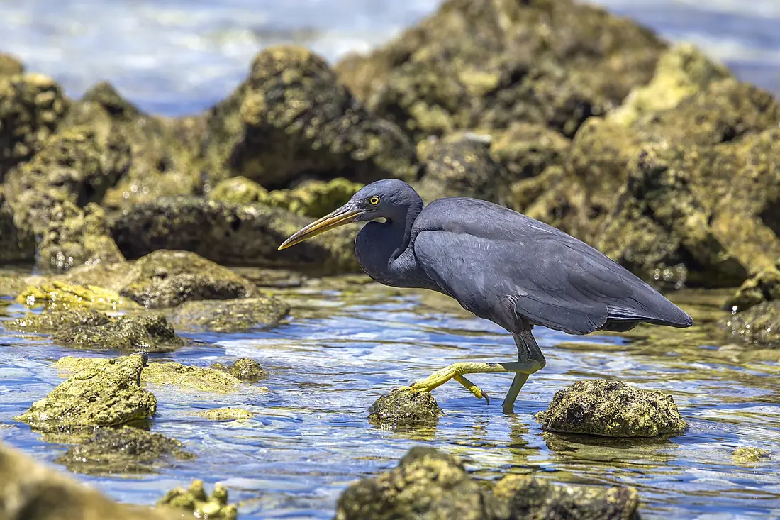 Pacific reef heron (Egretta sacra) dark morph Rarotonga
