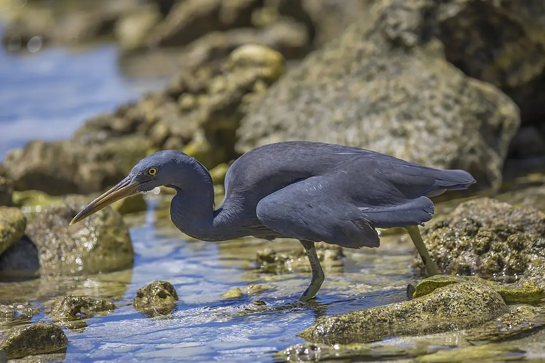 Pacific reef heron (Egretta sacra) dark morph Rarotonga 2