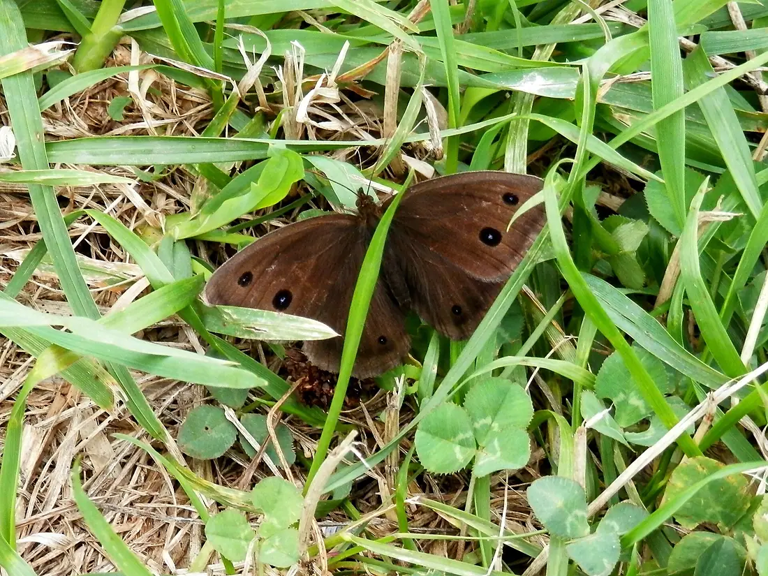 Minois dryas on Rishiri Island1
