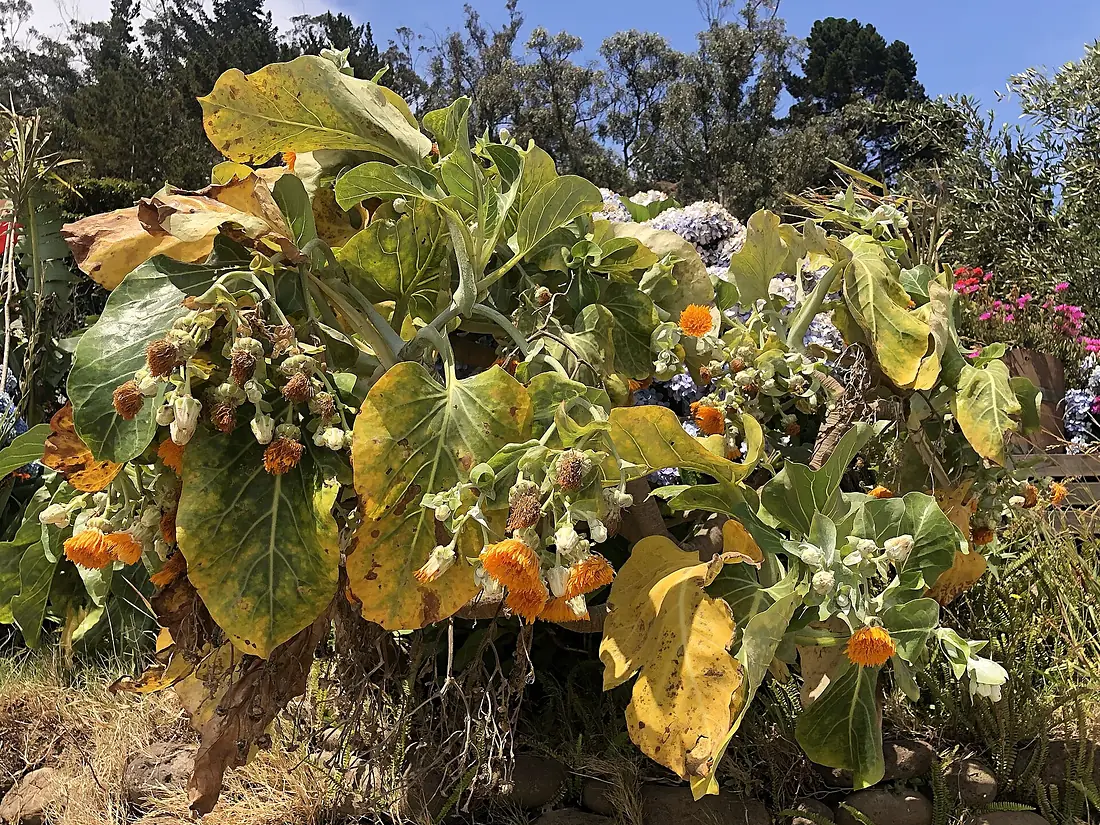 Robinson Crusoe Island Dendroseris litoralis – Juan Fernández Cabbage Tree