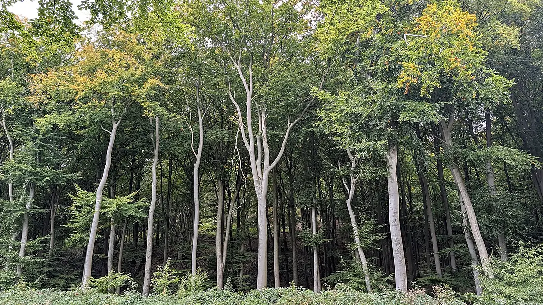 Beech forest in Jasmund National Park Rügen 01