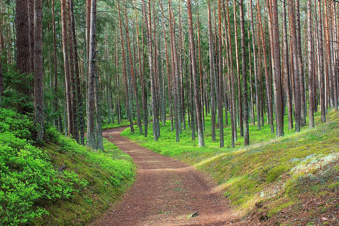 Path in the forest, Ruhnu island, Estonia